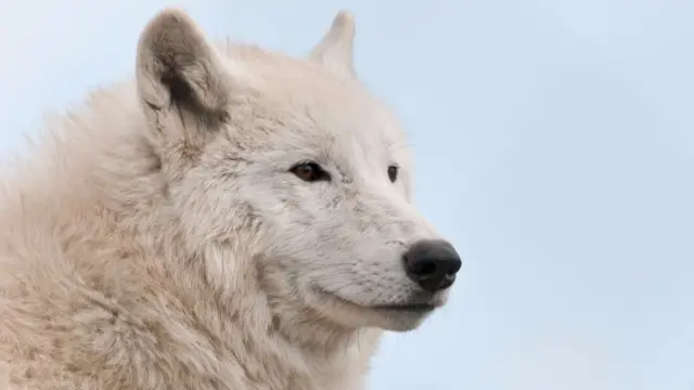 Hudson Bay wolf