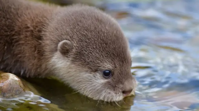 Eurasian Otter