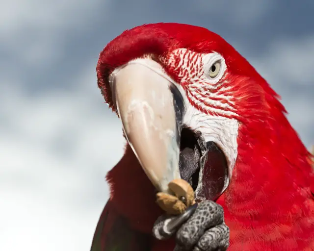 Green Winged Macaw