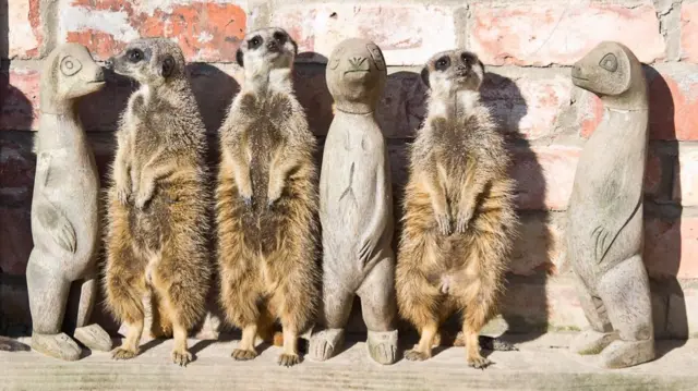 Meerkats