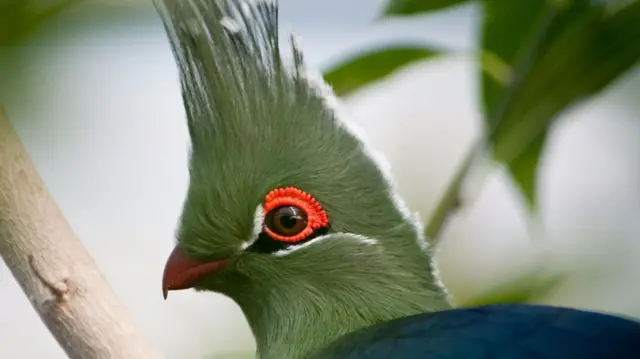 Turaco