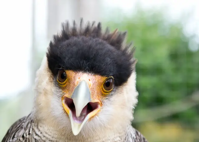 Crested Caracara