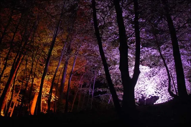 Trees lit up in Faskally Wood