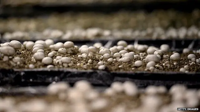 Mushroom farm