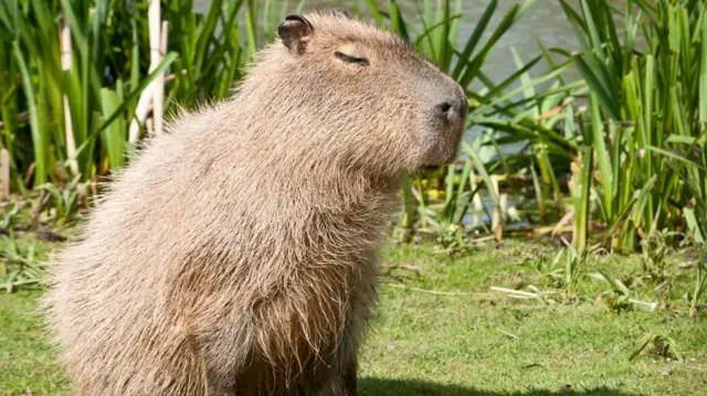 Capybara