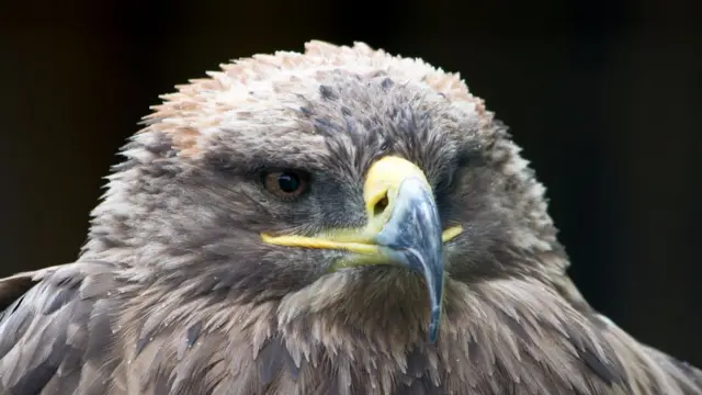 Steppe Eagle