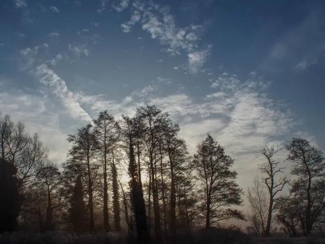 Sun rising behind trees