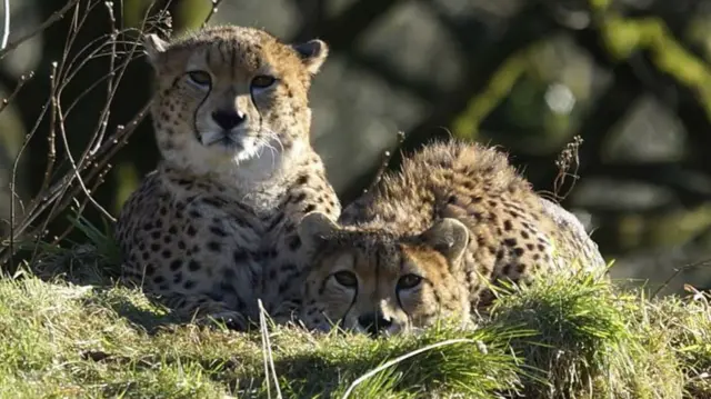 Dartmoor Zoo cheetahs