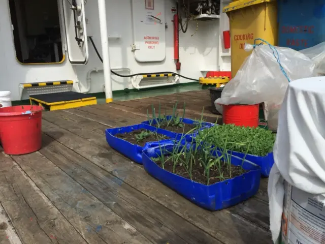 Plastic trays of vegetable seedlings on deck