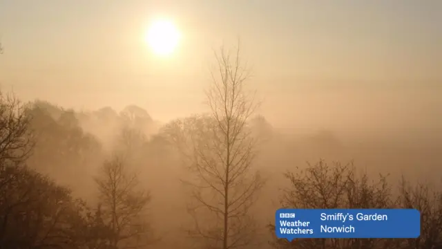 Sun rising over misty tree-scape