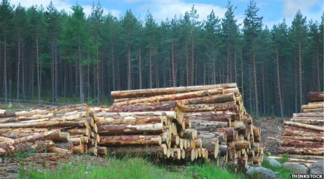 Forest used for timber