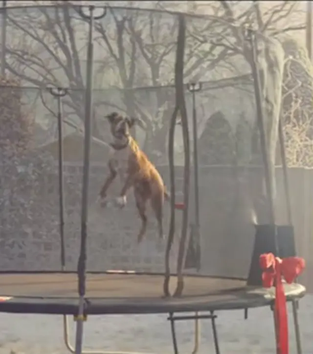 Dog trampoline