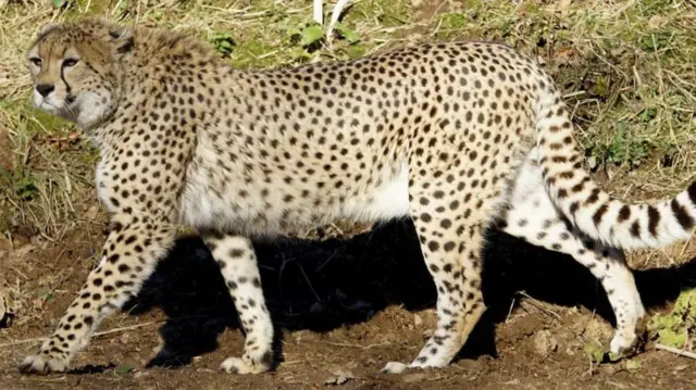 Dartmoor Zoo cheetah