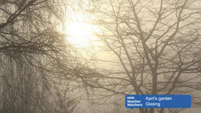 Pale sunlight through bare trees