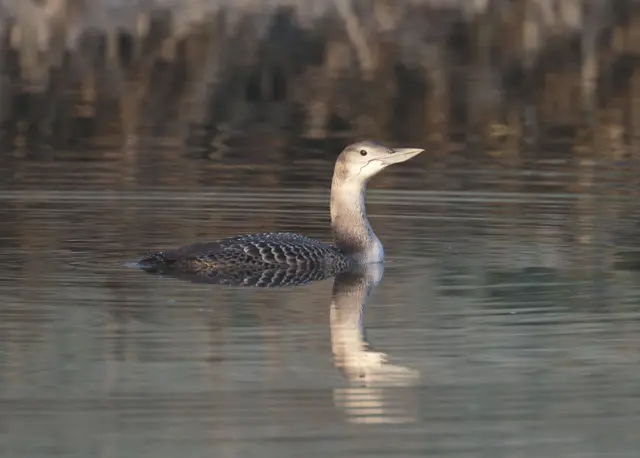 White billed diver