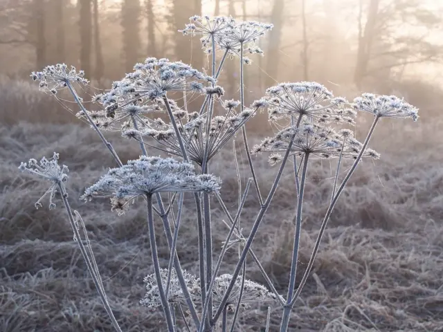 Frost on cow parsley