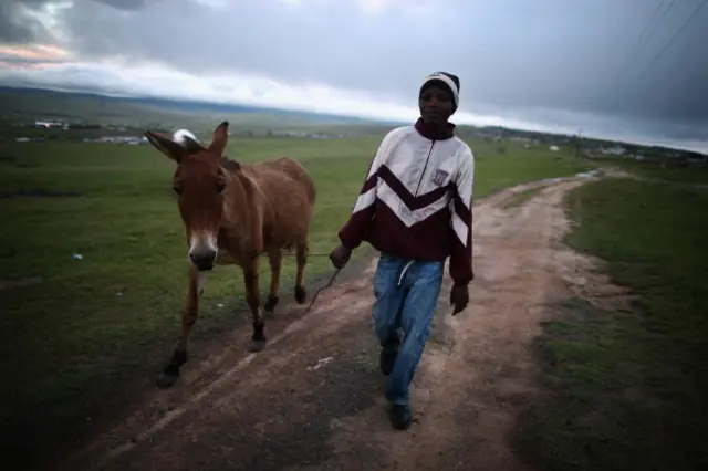 Man with donkey