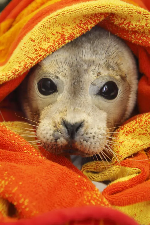 A seal peeping through an orange towel