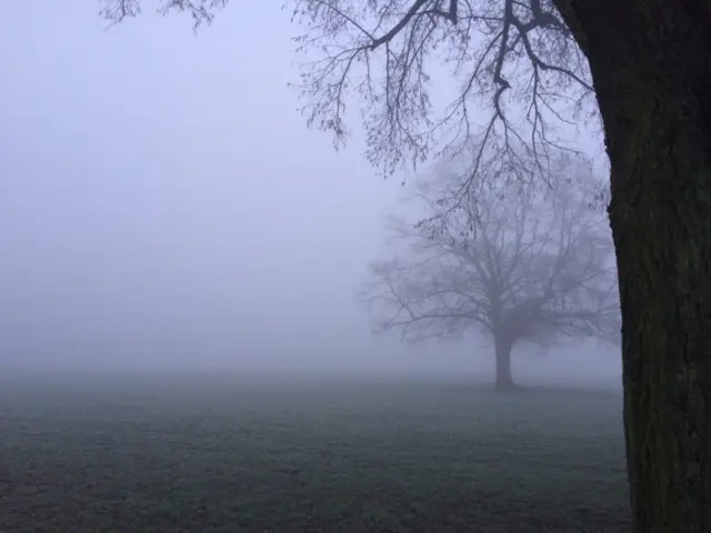 Foggy field