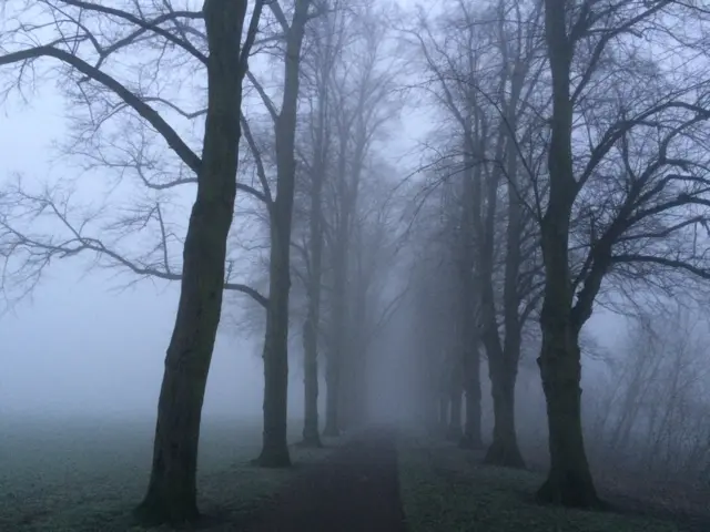 Foggy lane