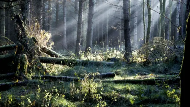 Eerie light through the trees near the Falls of Clyde, captured by John McElwee.