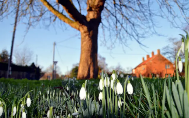 Snowdrops in Long Clawson