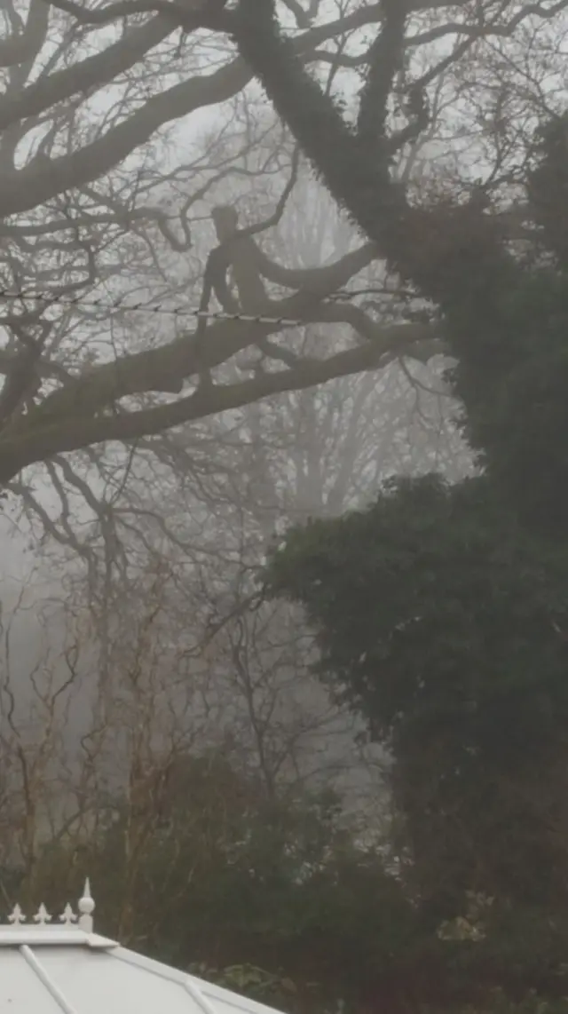 Picture of tree in fog