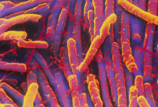 Clostridium difficile