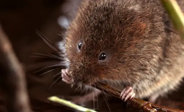 Vole