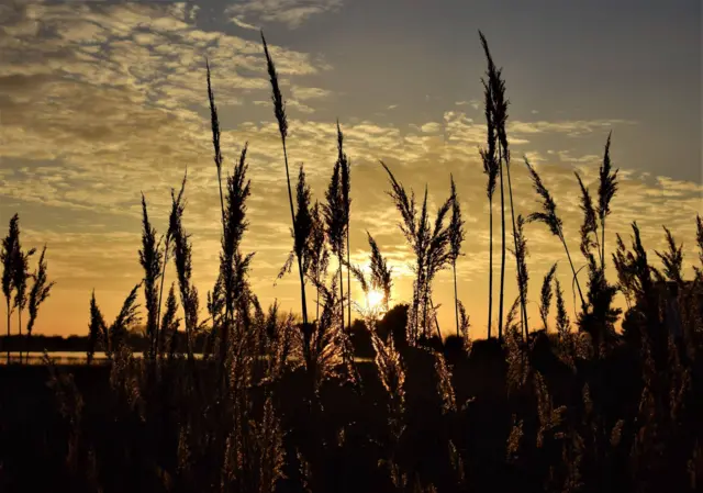 Pegwell Bay Nature Reserve