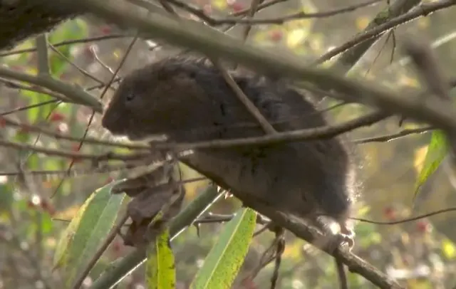 vole in a tree