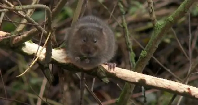 vole eating tree bark