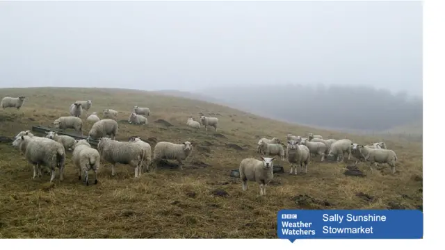 Sheep in Stowmarket