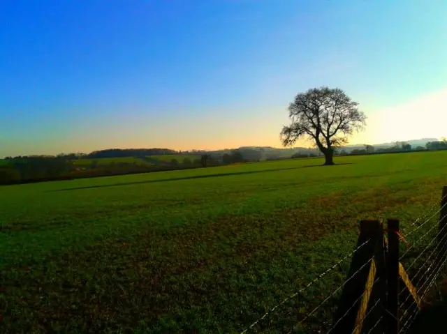 Sunny field