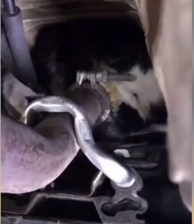 Cat inside the van engine