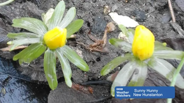 Celandines in bloom