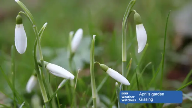 Snowdrops