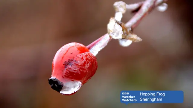 Icy dewdrop on rosehip