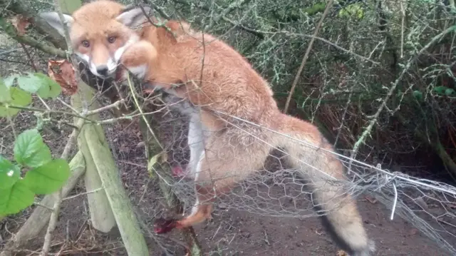 Fox caught in snare