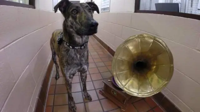 A dog listens to music