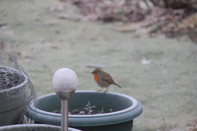 Robin in garden in Sharnbrook