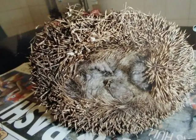 Hedgehog dies after deliberate attack