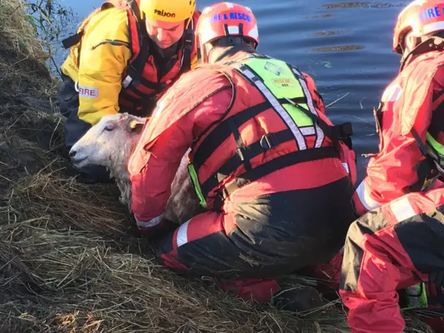 Sheep being rescued from a river