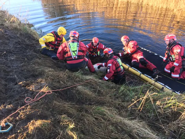 Sheep being rescued from a river