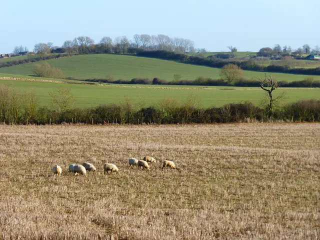 Farmland in Dunton