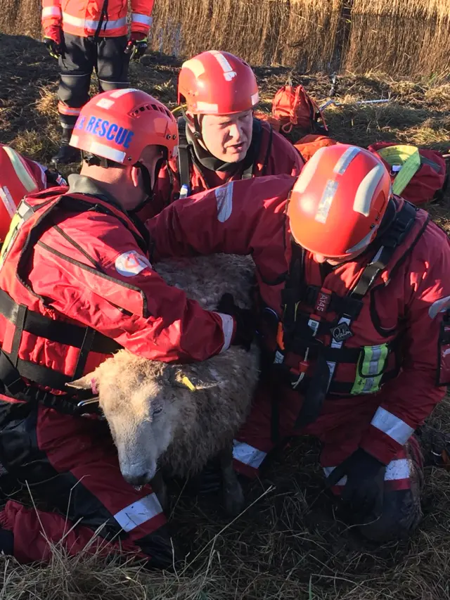 Sheep being rescued from a river