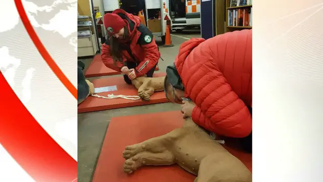 Plastic dogs getting first aid