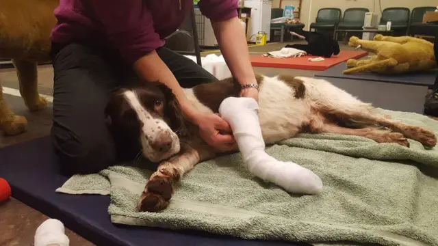 Dog getting bandage in training