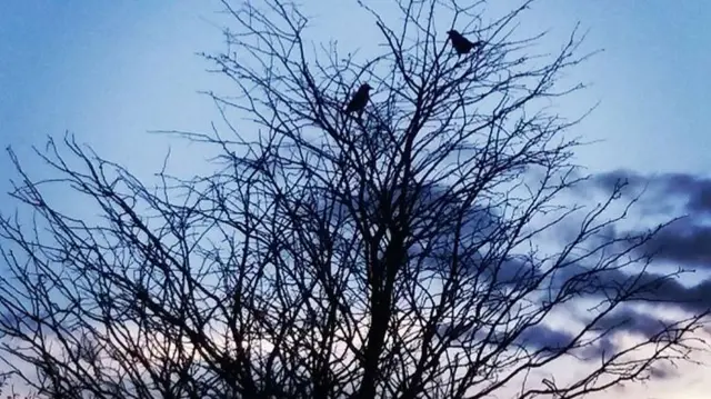 From Instagram: Sunset over Northwood with two silhouetted magpies in tree