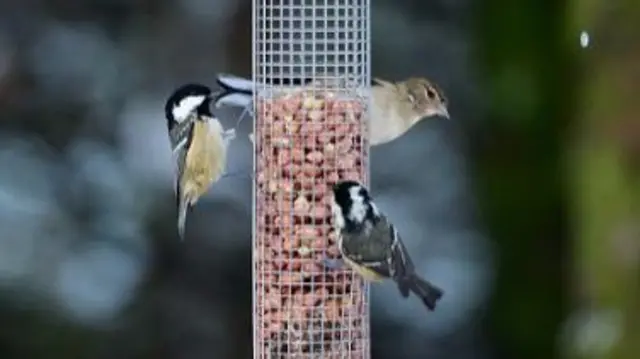 Bird feeder